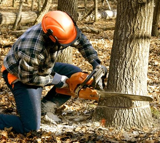 Tree Removal in Cliff Island, ME